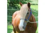 Haflinger Mare