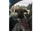 Adopt Stella a Shepherd (Unknown Type)  Mixed dog in Nashville T