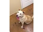 Adopt Grant a TanYellowFawn Labrador Retriever  Golden Retriever