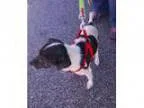 Adopt Silas a Jack Russell Terrier Terrier