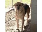 Adopt Earl a German Shepherd Dog