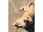 Adopt Breezy a Boxer Terrier