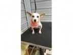Adopt Tucker a Jack Russell Terrier