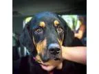 Adopt Guinness a Bernese Mountain Dog  Hovawart  Mixed dog in Bo