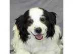 Adopt Guthrie a Spaniel (Unknown Type)  Mixed dog in Modesto CA 