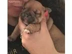 Leah s Puppy