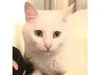 Adopt Jack a Domestic Short Hair