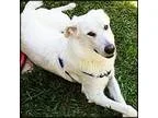 Adopt Prince a White Great Pyrenees  Labrador Retriever  Mixed d