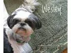 Adopt Wesley a Shih Tzu  Mixed dog in Sparks NV (15497382)