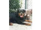 Adopt Uno a Rottweiler