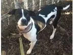 Adopt Julia-LOVES DOGS and CATS a Whippet Italian Greyhound
