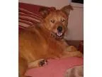 Adopt P.J. a TanYellowFawn Terrier (Unknown Type Medium)  Chow C