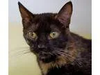 Adopt Cindy a Tortoiseshell