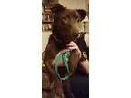 Adopt Monica a RedGoldenOrangeCh estnut Australian Shepherd  Aus