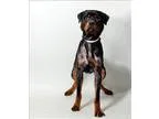 Adopt Bear a Rottweiler  Mixed dog in Columbus OH (15405077)