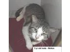 Adopt Melton a Domestic Short Hair