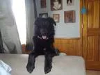 Adopt Jeter a Black - with White Flat-Coated Retriever  Mixed do