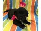 Adopt Mimosa (LR) a Black - with White Labrador Retriever  Golde