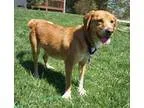 Adopt Scarlett the Spaniel a Spaniel Beagle