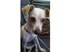 Adopt Jubilant Joyce a White - with Tan Yellow or Fawn Italian G