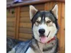 Adopt Darby a Siberian Husky