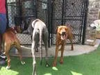 Adopt Lukas-pending a RedGoldenOrangeCh estnut Vizsla  Labrador 