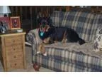 Adopt Tallie a Rottweiler