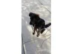 D7 Litter-Faline - Female Hound (Unknown Type) Mix