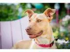 Adopt Kay a Carolina Dog Shepherd