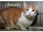 Adopt Arnoldo a Orange or Red (Mostly) Domestic Shorthair  Mixed