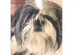 Adopt Lola a Black - with White Shih Tzu  Mixed dog in Homestead
