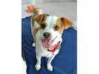 Adopt Pumpkin a Jack Russell Terrier