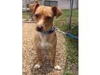 Adopt Mac a TanYellowFawn Jack Russell Terrier  Dachshund  Mixed