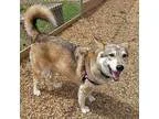 Frankie - Male Wheaten TerrierCairn Terrier Mix