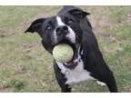Adopt Lucky a Border Collie Pit Bull Terrier
