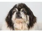 Adopt Camille a Pekingese  Mixed dog in Colorado Springs CO (154