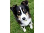 Adopt Stevie Nicks - MINI AUSSIE a Tricolor (TanBrown and Black 