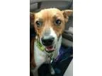 Adopt Bentley a TanYellowFawn - with White Jack Russell Terrier 