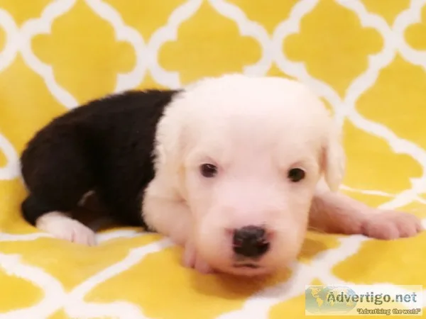 Old English Sheepdog Puppy