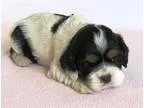 AKC Puppy 3