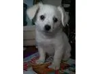 Adopt Slick a White American Eskimo Dog  Mixed dog in San Clemen
