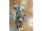 Adopt Jake a Pit Bull Terrier