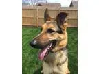 Adopt Nahla a German Shepherd Dog