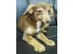 Adopt Nestle- Adoption Pending a Brindle - with White Terrier (U