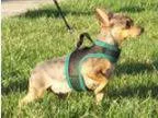 Adopt Gabby a Miniature Pinscher