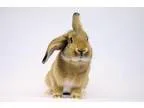 Adopt Toph a Lop Eared