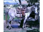 Great First Horse for Someone