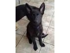 Adopt Koga a Black - with White German Shepherd Dog  Mixed dog i