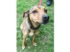 Adopt Calvin a Italian Greyhound Shepherd