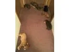 Lab Mix Puppies Need Homes
